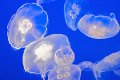 jellyfish120