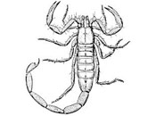 scorpion175