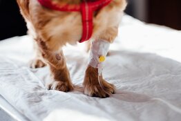 Biotech Company Uncovers Breakthrough Canine Arthritis Treatment